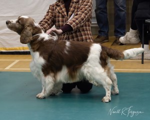 Open Dog